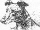 greyhoundhead.jpg
